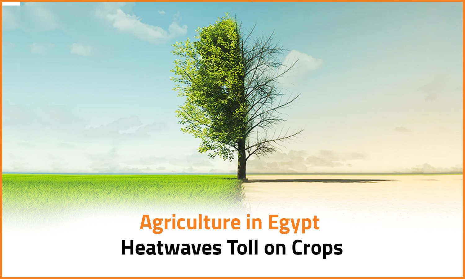 Agriculture in Egypt: Heatwaves Toll on Crops
